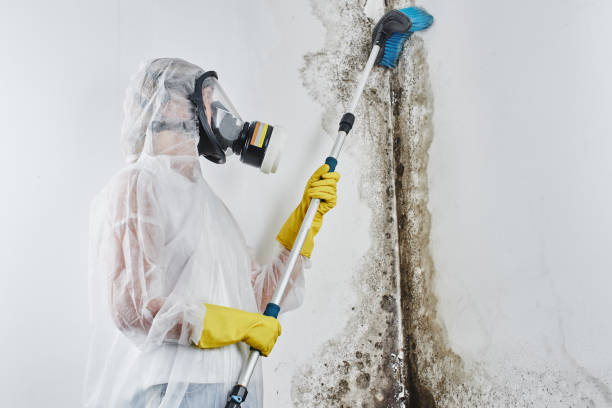 Best Mold Damage Repair  in Ray City, GA