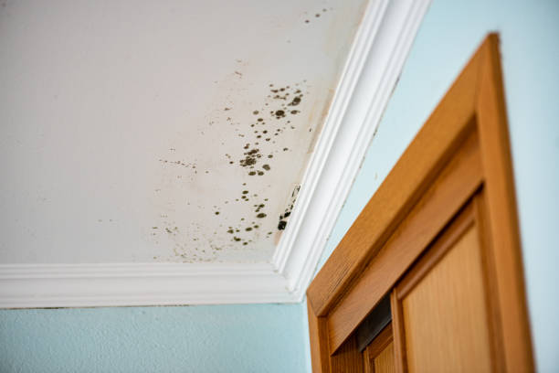 Trusted Ray City, GA Mold Removal Experts