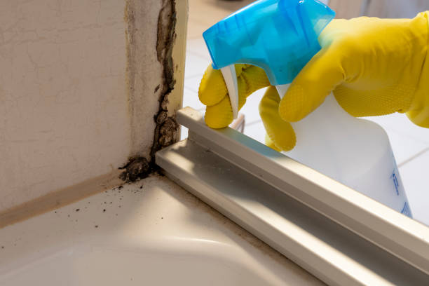 Best Mold Testing  in Ray City, GA
