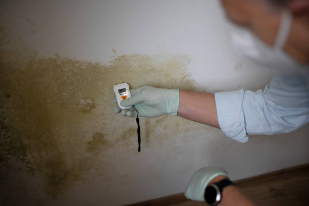 Best Mold Removal and Inspection  in Ray City, GA