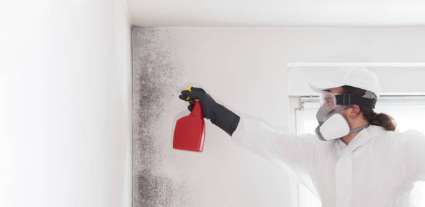 Best Mold Removal Specialists  in Ray City, GA