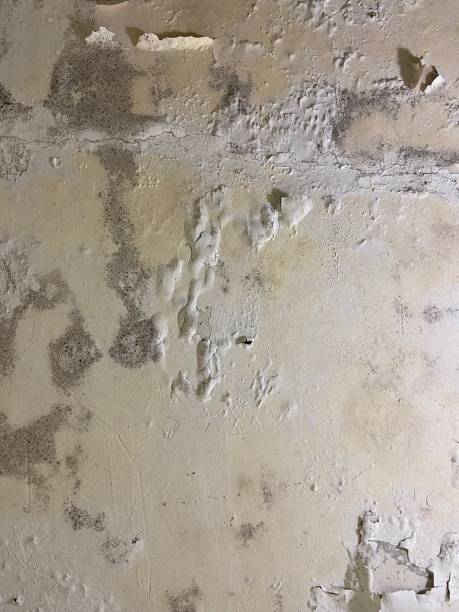 Best Mold Cleaning Services  in Ray City, GA