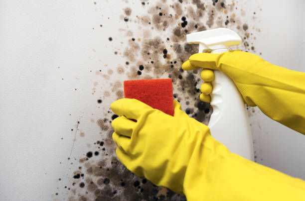 Best Toxic Mold Removal  in Ray City, GA