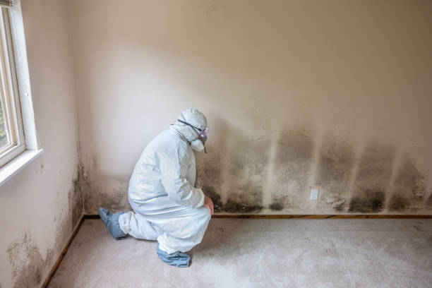 Best Mold Testing  in Ray City, GA