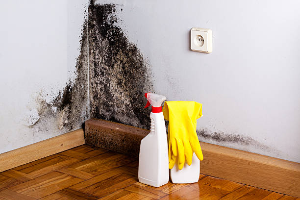 Best Certified Mold Removal  in Ray City, GA